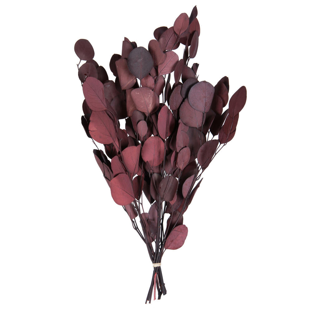 Red Eucalyptus