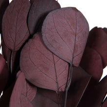 Load image into Gallery viewer, Red Eucalyptus
