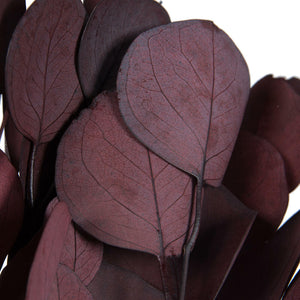 Red Eucalyptus