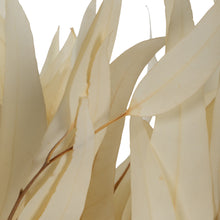Load image into Gallery viewer, Bleached Willow Eucaplytus
