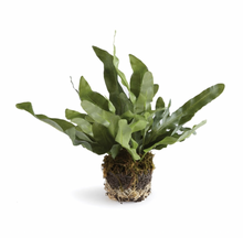 Load image into Gallery viewer, Echeveria Fern Drop In

