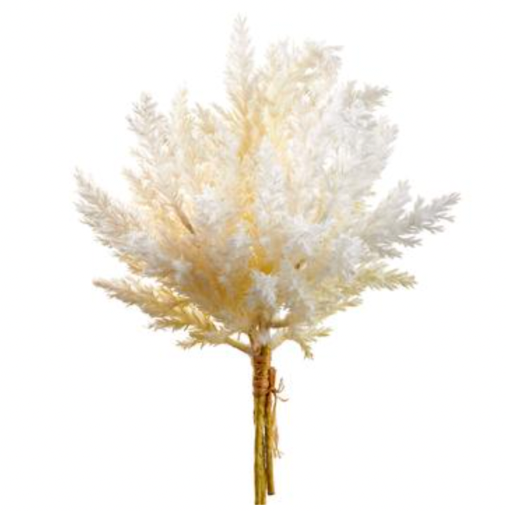 Pampas Grass Bundle
