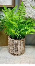 Load image into Gallery viewer, Fern in Round Basket
