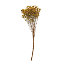 Load image into Gallery viewer, Chartreuse Grass Bunch
