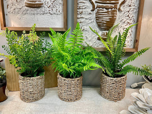 Fern in Round Basket