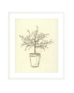 Olive Tree Sketch