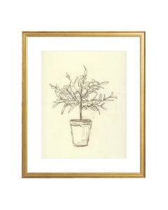 Olive Tree Sketch