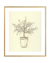 Load image into Gallery viewer, Olive Tree Sketch

