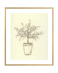 Olive Tree Sketch