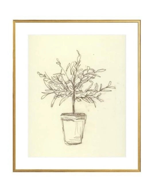Olive Tree Sketch