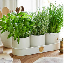 Load image into Gallery viewer, Herb Pots in Buttermilk
