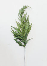 Load image into Gallery viewer, Norfolk Pine Stem
